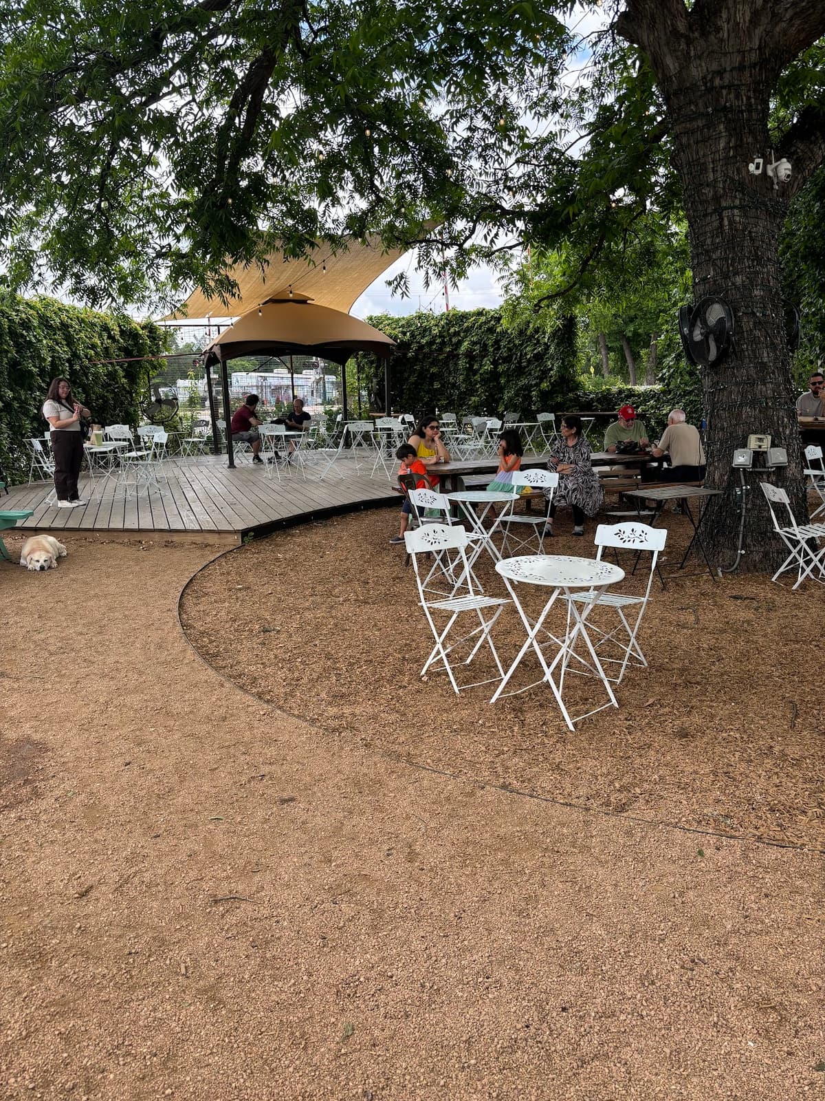 Desnudo Coffee in Austin
